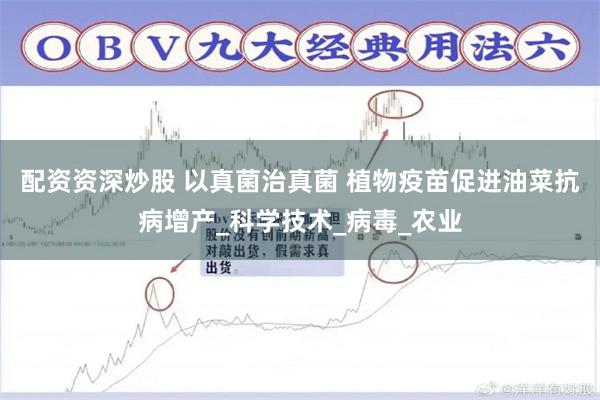 配资资深炒股 以真菌治真菌 植物疫苗促进油菜抗病增产_科学技术_病毒_农业